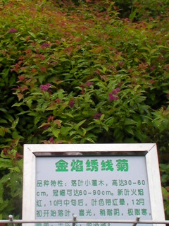 供应绣线菊 金焰绣线菊 红花绣线菊 鄢陵绣线菊