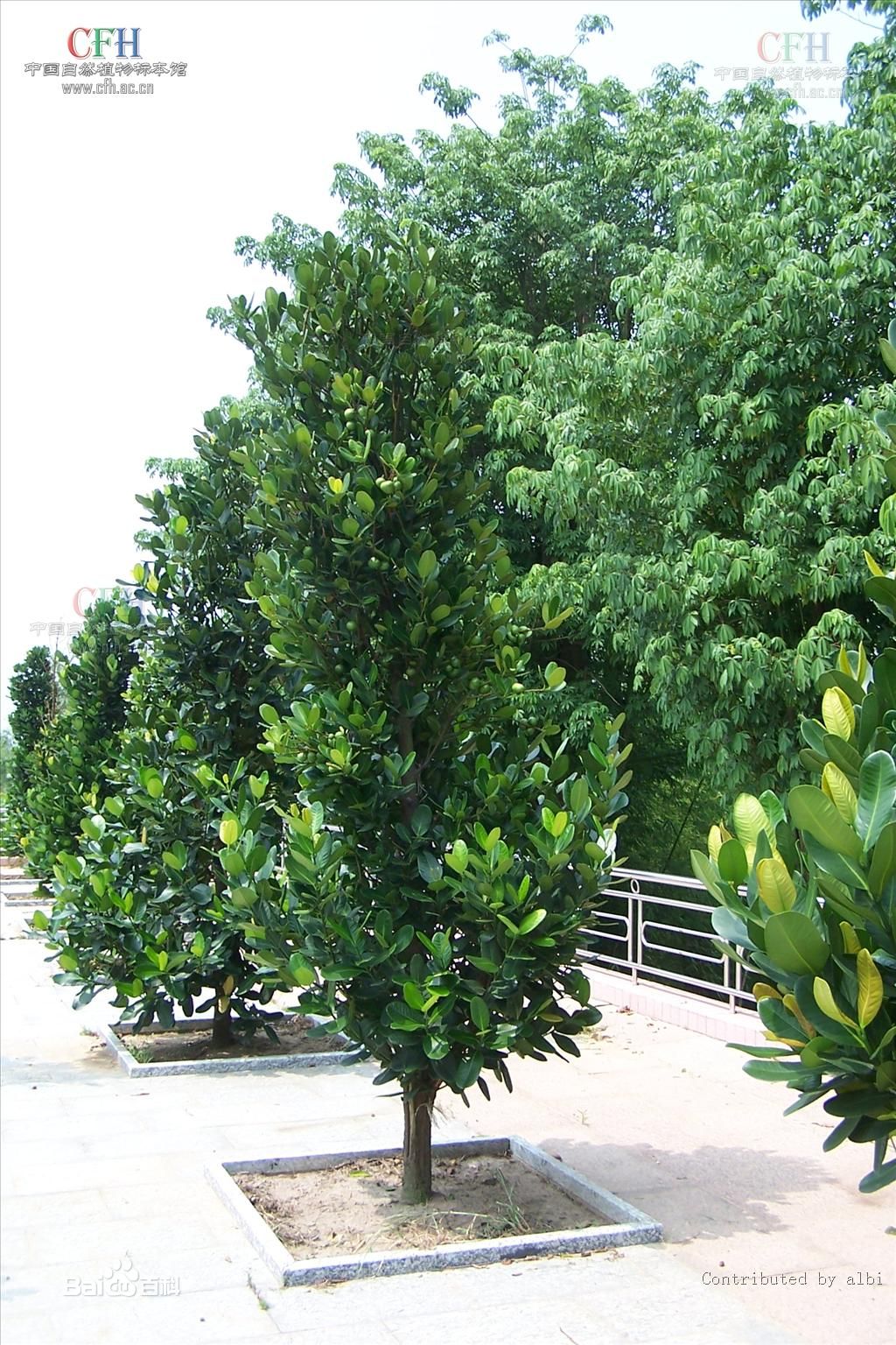 福木福树楠仔菲岛福木